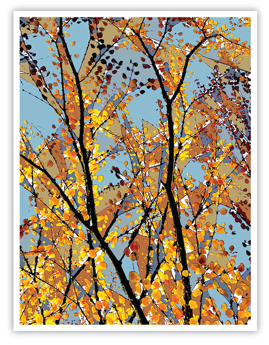 'Beech Glass' Print - by Taylor Clinton