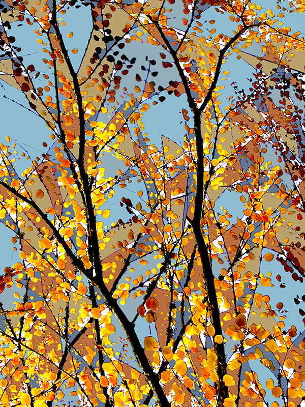 'Beech Glass' Print - by Taylor Clinton