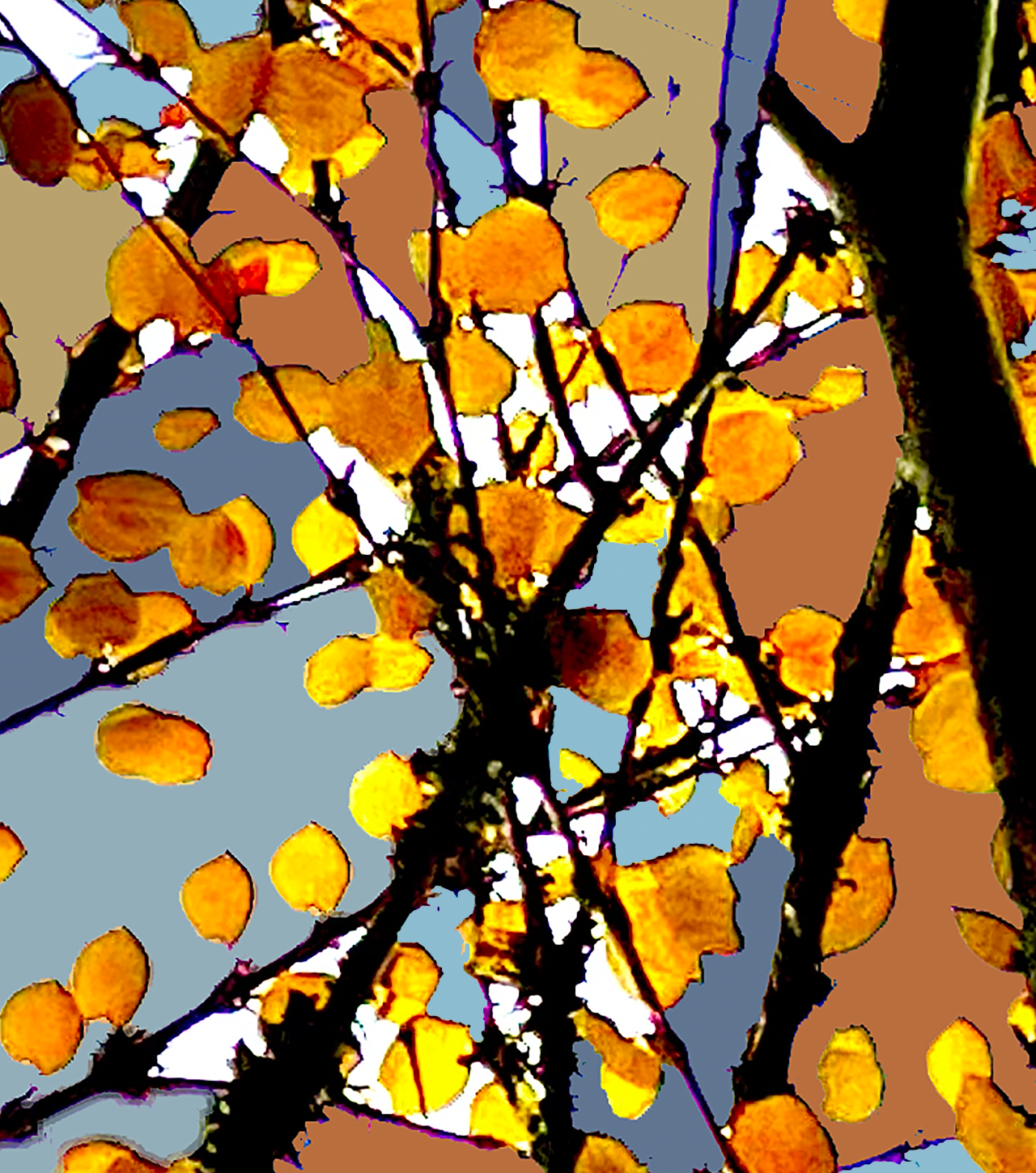'Beech Glass' Print - by Taylor Clinton