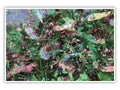 'Wild Flowers' Print - by Taylor Clinton
